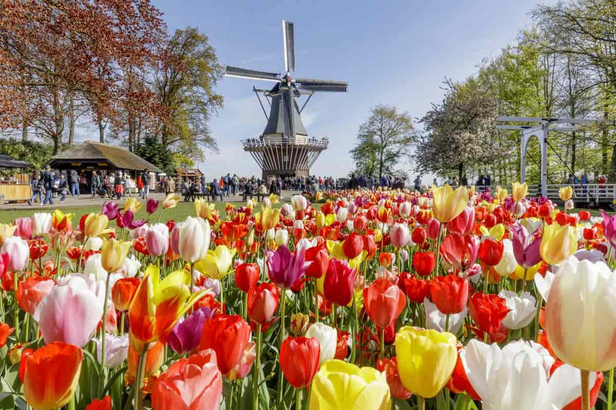 Vườn hoa Tulip Keukenhof