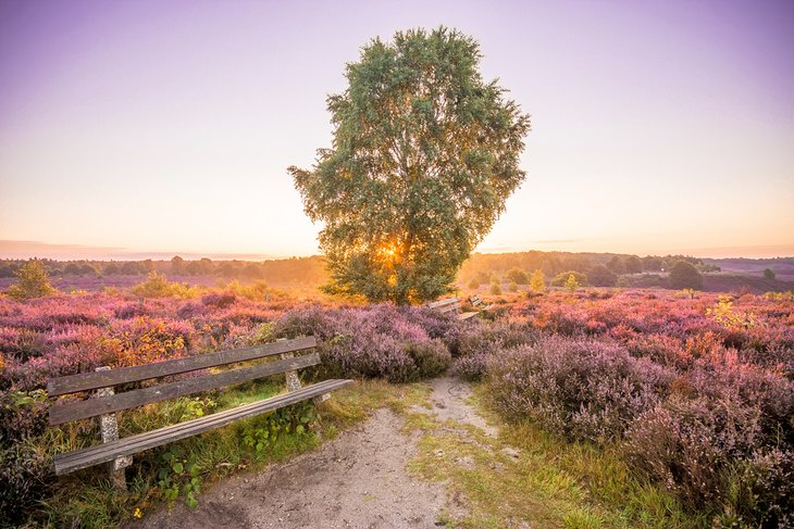 VƯỜN QUỐC GIA DE HOGE VELUWE